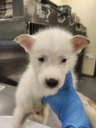 Shelter Stray Male Dog last seen STATE ST. NEAR CEMETARY, 581 S Grand Ave, San Jacinto, CA 92582, USA