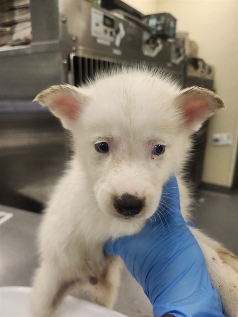 Shelter Stray Male Dog last seen STATE ST. NEAR CEMETARY, 581 S Grand Ave, San Jacinto, CA 92582, USA