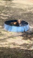 Reunited Male Dog last seen Near W Larkin St, Athens, TX 75751, USA, Athens, TX 75751