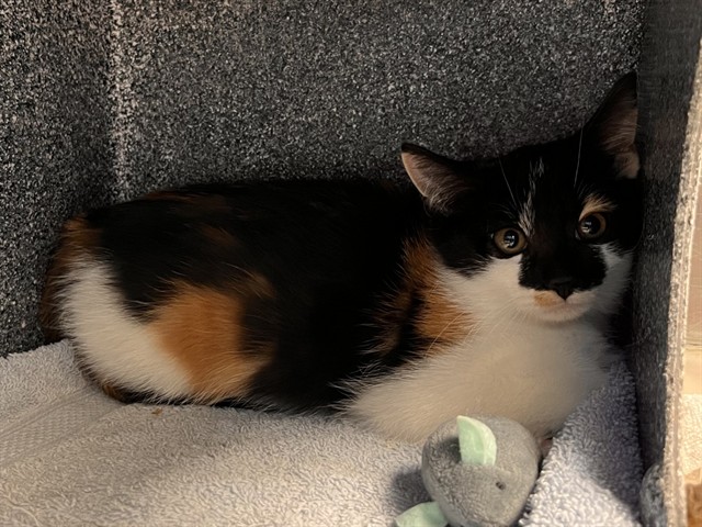 Shelter Stray Female Cat last seen Near BLOCK E PIKES PEAK AVE, COLORADO SPRINGS CO 80916, 610 Abbot Ln, Colorado Springs, CO 80905, USA