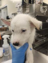 Shelter Stray Male Dog last seen STATE ST. NEAR CEMETARY, 581 S Grand Ave, San Jacinto, CA 92582, USA