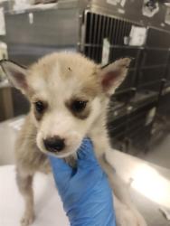 Shelter Stray Male Dog last seen STATE ST. NEAR CEMETARY, 581 S Grand Ave, San Jacinto, CA 92582, USA