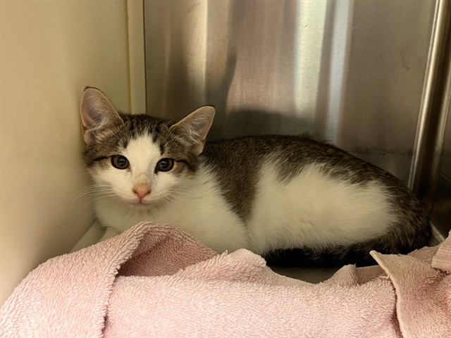 Shelter Stray Male Cat last seen Near BLOCK E PIKES PEAK AVE, COLORADO SPRINGS CO 80916, 610 Abbot Ln, Colorado Springs, CO 80905, USA