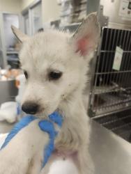 Shelter Stray Male Dog last seen STATE ST. NEAR CEMETARY, 581 S Grand Ave, San Jacinto, CA 92582, USA