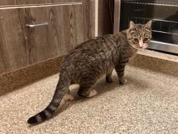 Shelter Stray Female Cat last seen Near BLOCK N NEVADA AVE, COLORADO SPRINGS CO 80918, 610 Abbot Ln, Colorado Springs, CO 80905, USA