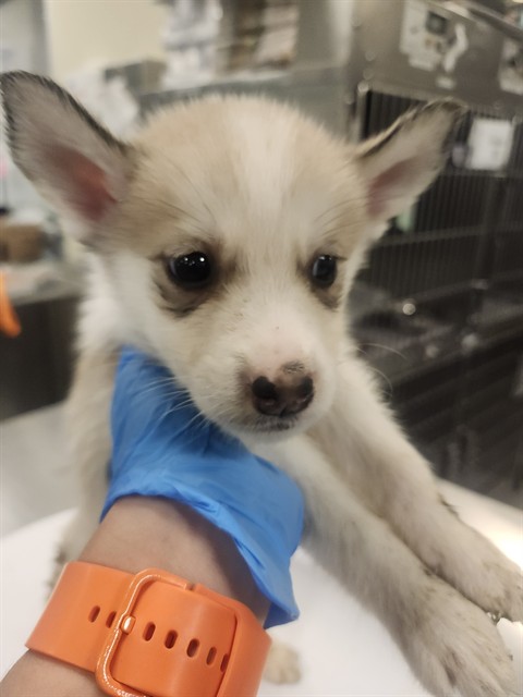 Shelter Stray Male Dog last seen STATE ST. NEAR CEMETARY, 581 S Grand Ave, San Jacinto, CA 92582, USA