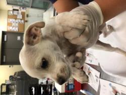 Shelter Stray Male Dog last seen Near BLOCK VISTA RD, HEMET, CA, 581 S Grand Ave, San Jacinto, CA 92582, USA