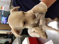 Shelter Stray Male Dog last seen Near BLOCK VISTA RD, HEMET, CA, 581 S Grand Ave, San Jacinto, CA 92582, USA