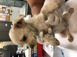 Shelter Stray Female Dog last seen Near BLOCK VISTA RD, HEMET, CA, 581 S Grand Ave, San Jacinto, CA 92582, USA
