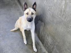 Shelter Stray Male Dog last seen , 14409 Vanowen St, Van Nuys, CA 91405, USA