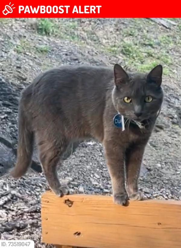 Lost Male Cat last seen Rolling hills drive east stroudsburg PA 18302, East Stroudsburg, PA 18302