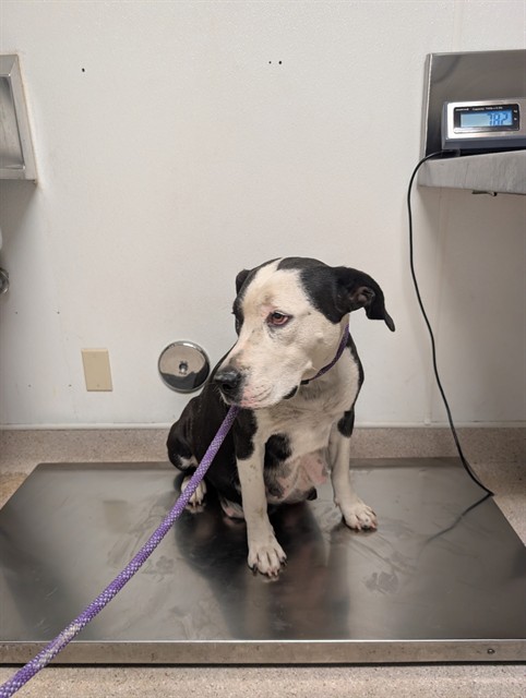 Shelter Stray Female Dog last seen Near BLOCK 58 HWY, MOJAVE CA 93501, 3951 Fruitvale Ave, Bakersfield, CA 93308, USA