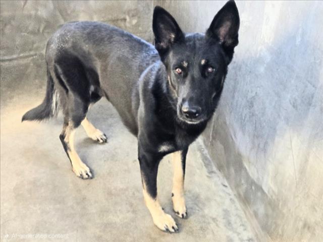 Shelter Stray Male Dog last seen , 14409 Vanowen St, Van Nuys, CA 91405, USA