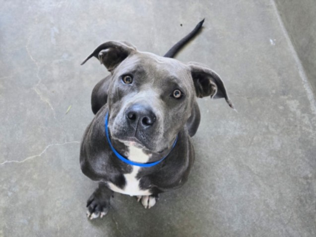Shelter Stray Female Dog last seen , 14409 Vanowen St, Van Nuys, CA 91405, USA