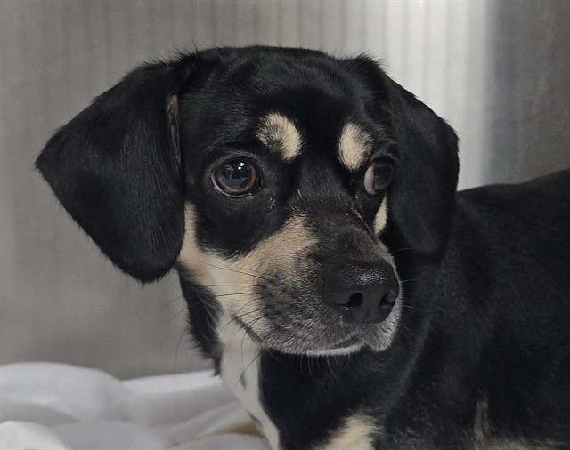 Shelter Stray Male Dog last seen Near BLOCK N PARK RD, HOLLYWOOD, FL 33021, 2400 SW 42nd St, Fort Lauderdale, FL 33312, USA