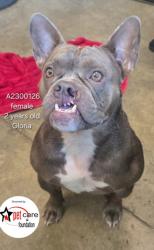 Shelter Stray Female Dog last seen , 14409 Vanowen St, Van Nuys, CA 91405, USA