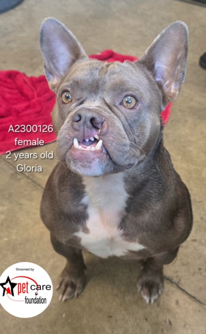 Shelter Stray Female Dog last seen , 14409 Vanowen St, Van Nuys, CA 91405, USA