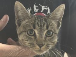 Shelter Stray Female Cat last seen , 14409 Vanowen St, Van Nuys, CA 91405, USA