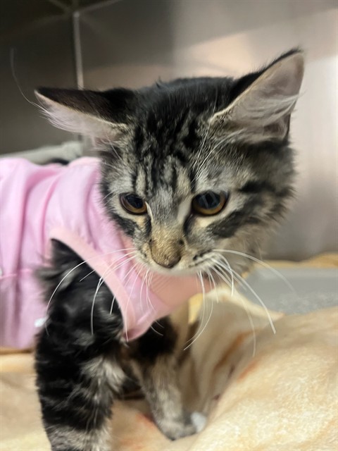 Shelter Stray Male Cat last seen Near BLOCK AVENIDA RAMIREZ, LA QUINTA CA 92253, 72050 Pet Land Pl, Thousand Palms, CA 92276, USA