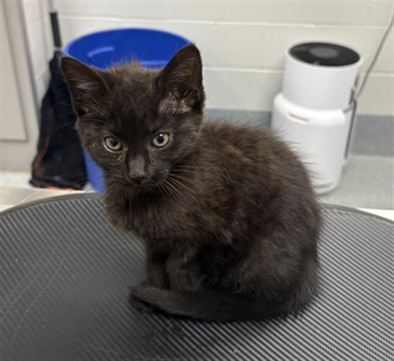 Shelter Stray Female Cat last seen Near, 5001 E Raymond St, Indianapolis, IN 46203, USA