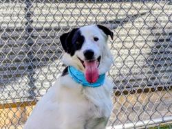 Shelter Stray Female Dog last seen , 957 N Gaffey St, San Pedro, CA 90731, USA