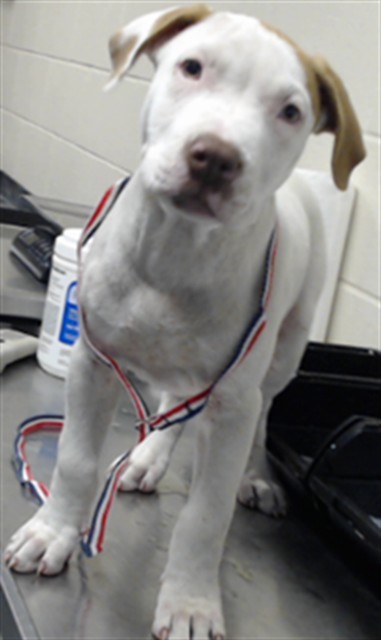 Shelter Stray Male Dog last seen Near BLOCK JOHN MCMILLAN RD, HOPE MILLS NC 28348, 4704 Corporation Dr, Fayetteville, NC 28306, USA