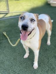 Shelter Stray Male Dog last seen , 3201 Lacy St, Los Angeles, CA 90031, USA