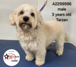 Shelter Stray Male Dog last seen , 3201 Lacy St, Los Angeles, CA 90031, USA