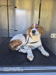 Shelter Stray Male Dog last seen Near BLOCK LA POSITA, 4710 TX-151, San Antonio, TX 78227, USA