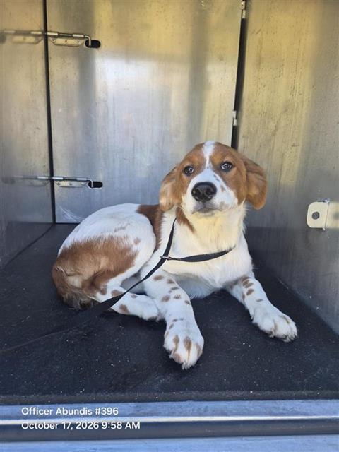 Shelter Stray Male Dog last seen Near BLOCK LA POSITA, 4710 TX-151, San Antonio, TX 78227, USA
