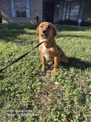 Shelter Stray Female Dog last seen Near BLOCK LA POSITA, 4710 TX-151, San Antonio, TX 78227, USA