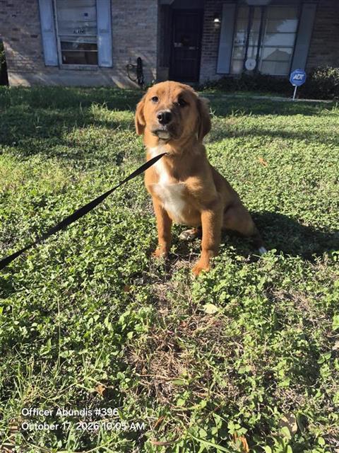 Shelter Stray Female Dog last seen Near BLOCK LA POSITA, 4710 TX-151, San Antonio, TX 78227, USA