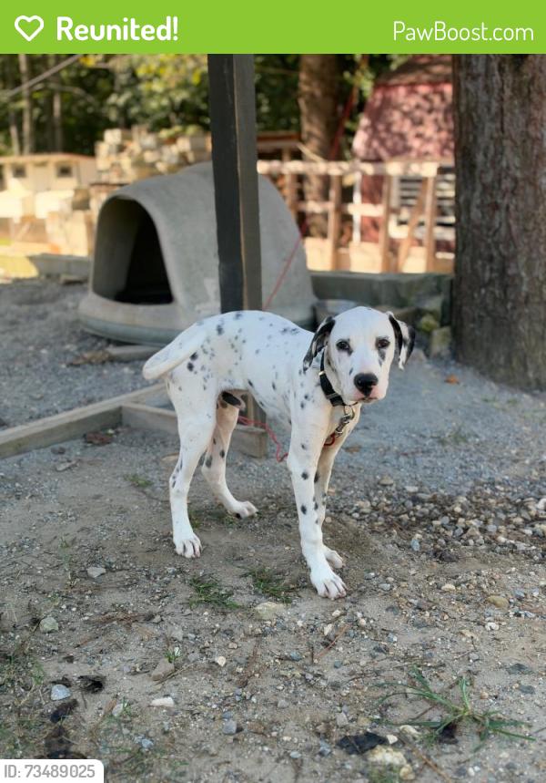 Reunited Male Dog last seen Palmer st and clemmonsville rd, Winston-Salem, NC 27107