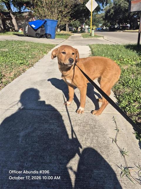 Shelter Stray Female Dog last seen Near BLOCK LA POSITA, 4710 TX-151, San Antonio, TX 78227, USA