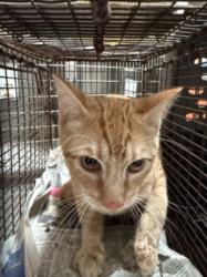 Shelter Stray Male Cat last seen , 3201 Lacy St, Los Angeles, CA 90031, USA