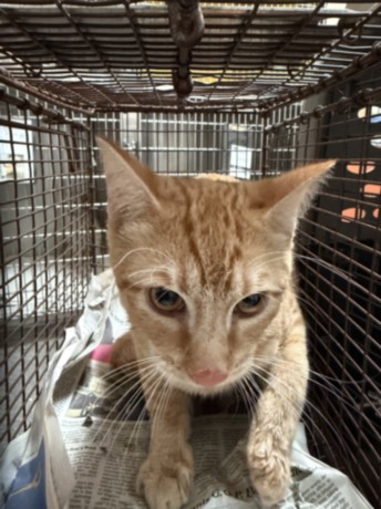Shelter Stray Male Cat last seen , 3201 Lacy St, Los Angeles, CA 90031, USA