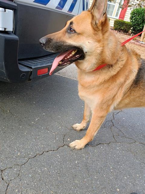 Shelter Stray Male Dog last seen CHARLOTTE, 8315 Byrum Dr, Charlotte, NC 28217, USA