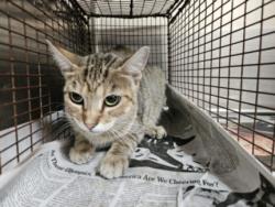 Shelter Stray Female Cat last seen , 3201 Lacy St, Los Angeles, CA 90031, USA