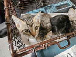 Shelter Stray Female Cat last seen , 3201 Lacy St, Los Angeles, CA 90031, USA