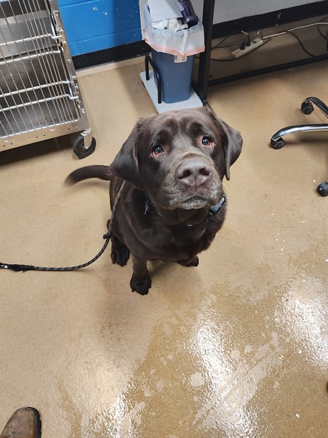 Shelter Stray Male Dog last seen OFALLON, 4850 Mid Rivers Mall Dr, St Peters, MO 63376, USA