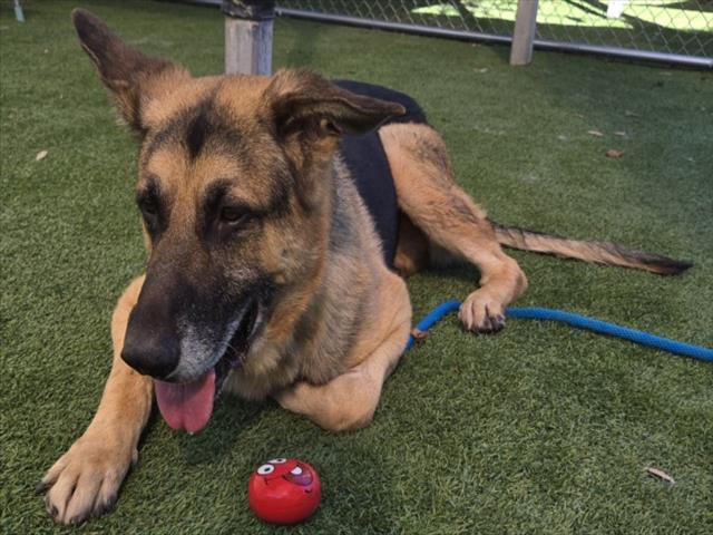 Shelter Stray Male Dog last seen , 1850 W 60th St, Los Angeles, CA 90047, USA