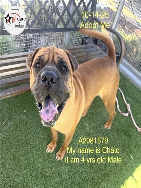 Shelter Stray Male Dog last seen , 1850 W 60th St, Los Angeles, CA 90047, USA