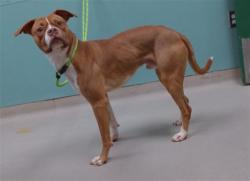 Shelter Stray Male Dog last seen Near BLOCK S WELLS AVE, RENO NV 89502, 2825 Longley Ln Suite A, Reno, NV 89502, USA