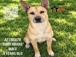 Shelter Stray Male Dog last seen , 1850 W 60th St, Los Angeles, CA 90047, USA