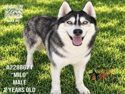 Shelter Stray Male Dog last seen , 1850 W 60th St, Los Angeles, CA 90047, USA