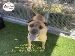 Shelter Stray Female Dog last seen , 1850 W 60th St, Los Angeles, CA 90047, USA