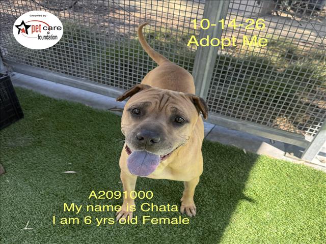 Shelter Stray Female Dog last seen , 1850 W 60th St, Los Angeles, CA 90047, USA