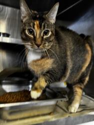 Shelter Stray Female Cat last seen , 1850 W 60th St, Los Angeles, CA 90047, USA