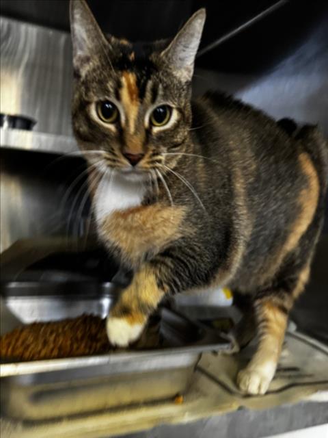 Shelter Stray Female Cat last seen , 1850 W 60th St, Los Angeles, CA 90047, USA