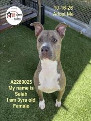 Shelter Stray Female Dog last seen , 1850 W 60th St, Los Angeles, CA 90047, USA